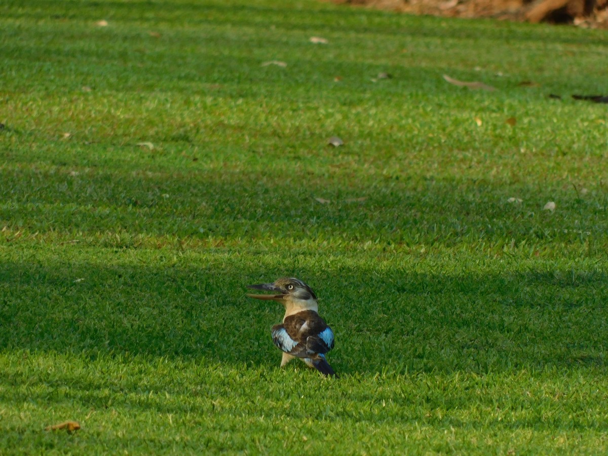 Blue-winged Kookaburra - ML644804916