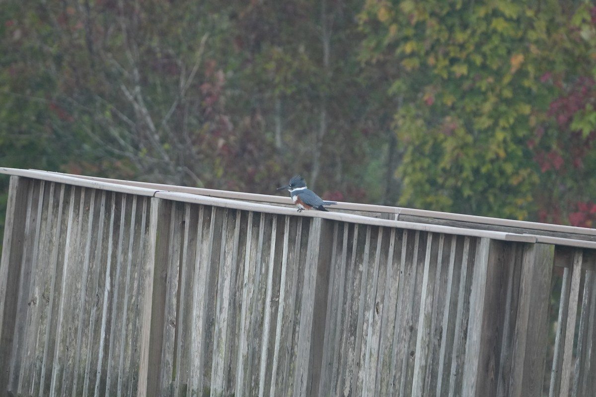 Belted Kingfisher - ML644804922