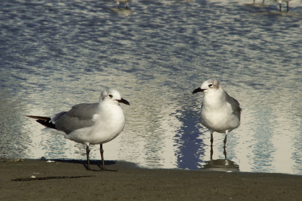 Ацтекская чайка - ML644804943