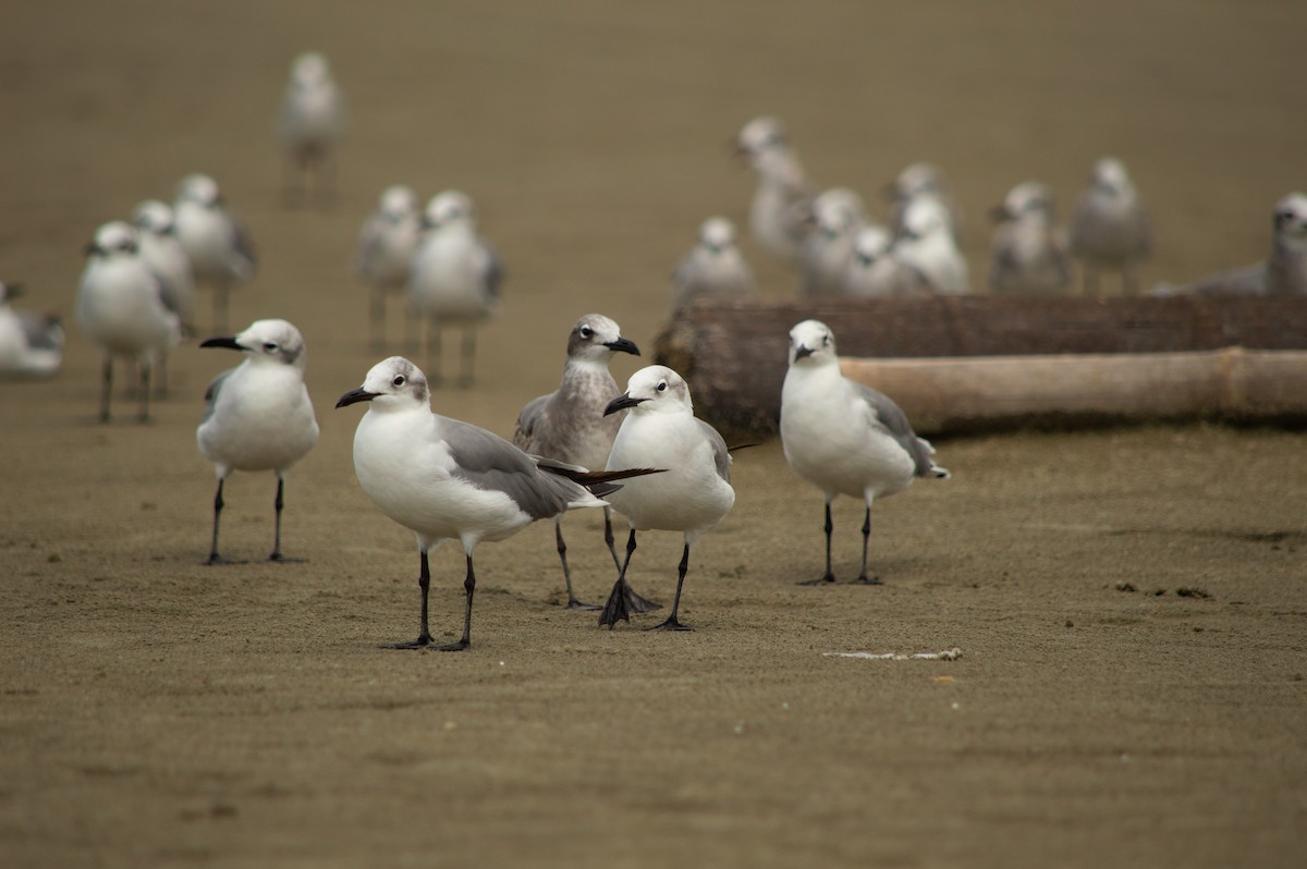 Ацтекская чайка - ML644804944