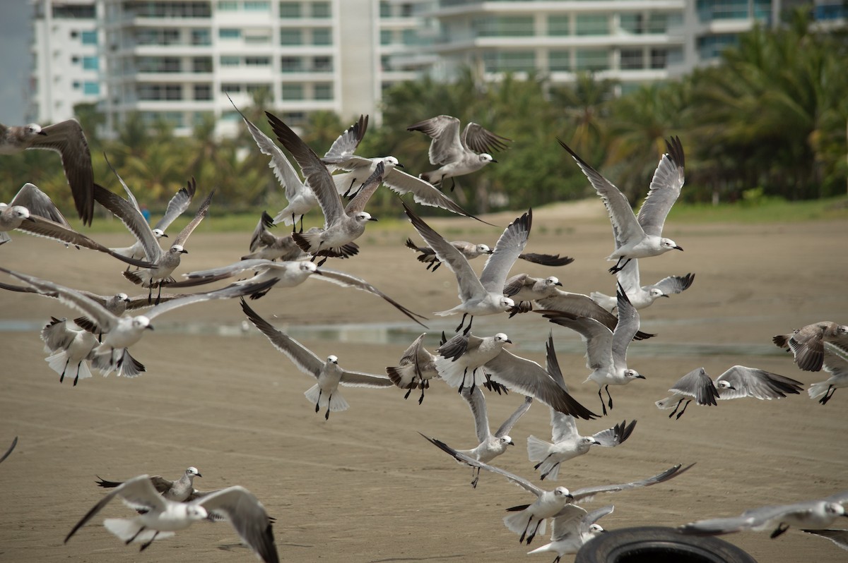 Ацтекская чайка - ML644804945