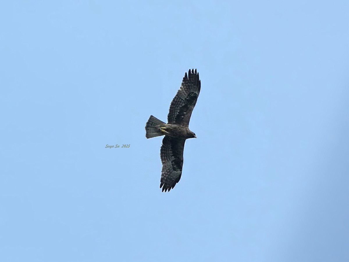 Booted Eagle - ML644804947