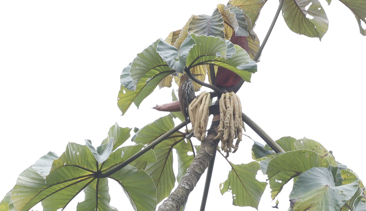 Scaled Woodcreeper - ML644804950