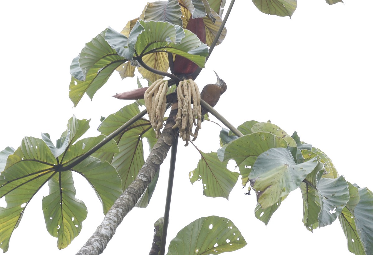 Scaled Woodcreeper - ML644804951