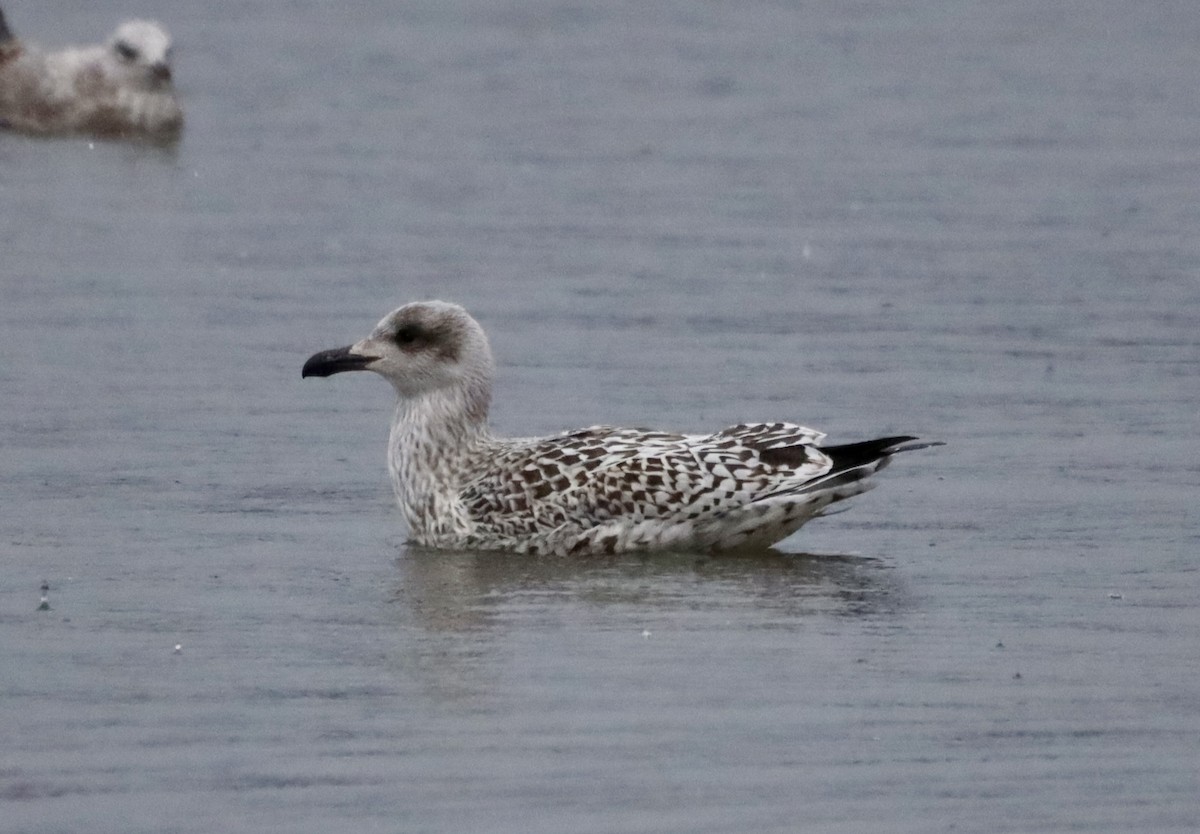 Great Black-backed Gull - ML644804953