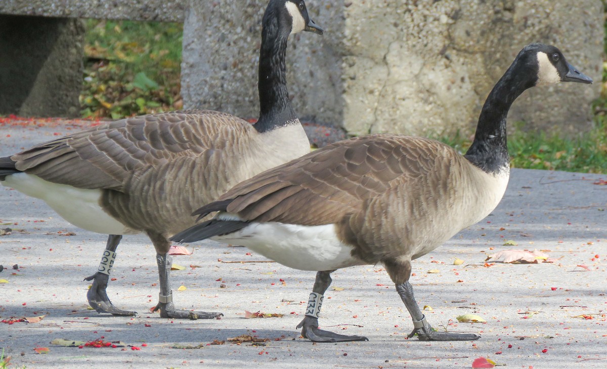 ברנטה קנדית - ML644804955