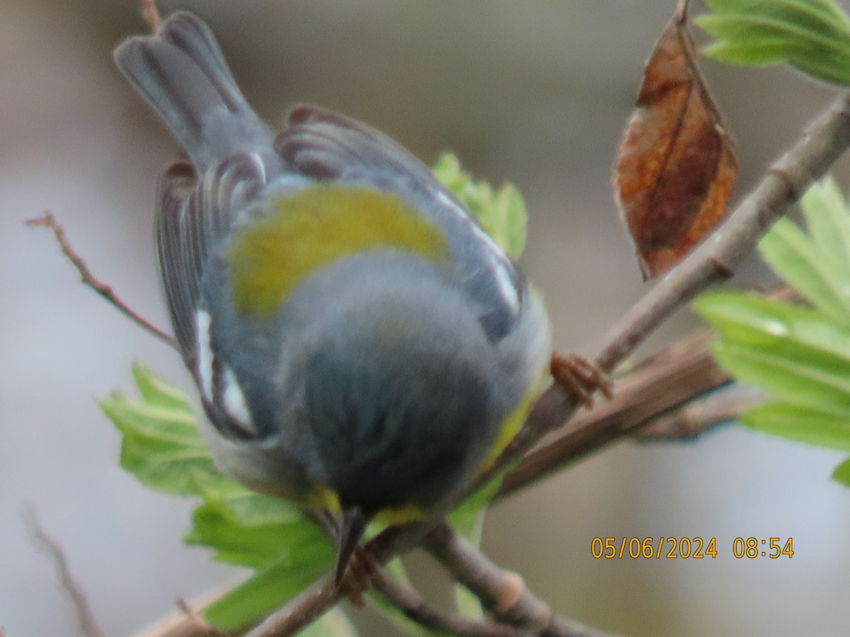 Northern Parula - ML644804963