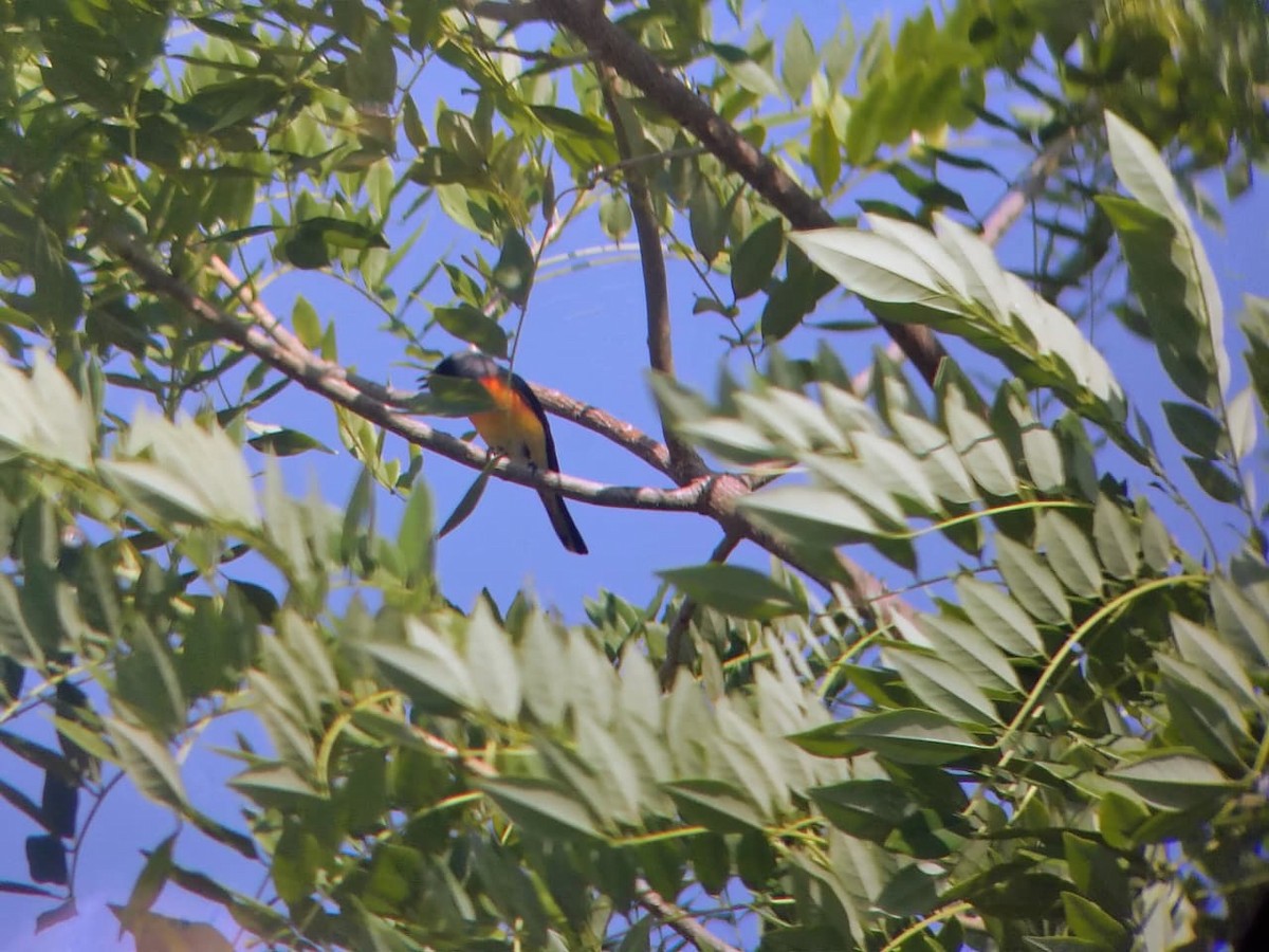 Small Minivet - ML644804967