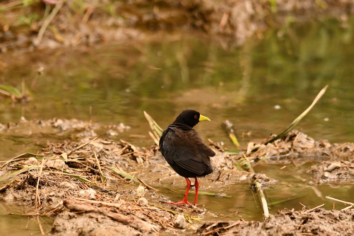 svartrikse - ML644804976