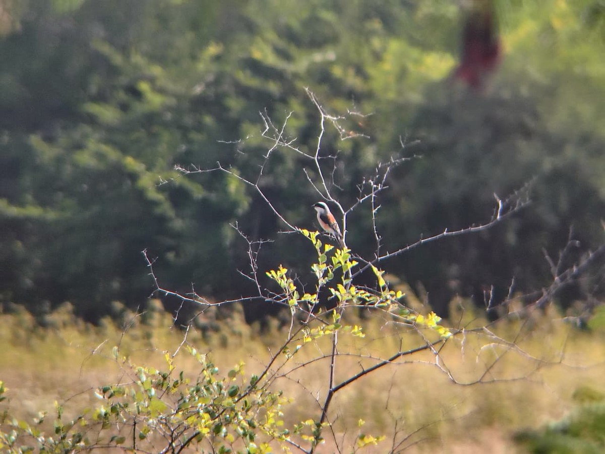 Bay-backed Shrike - ML644804977