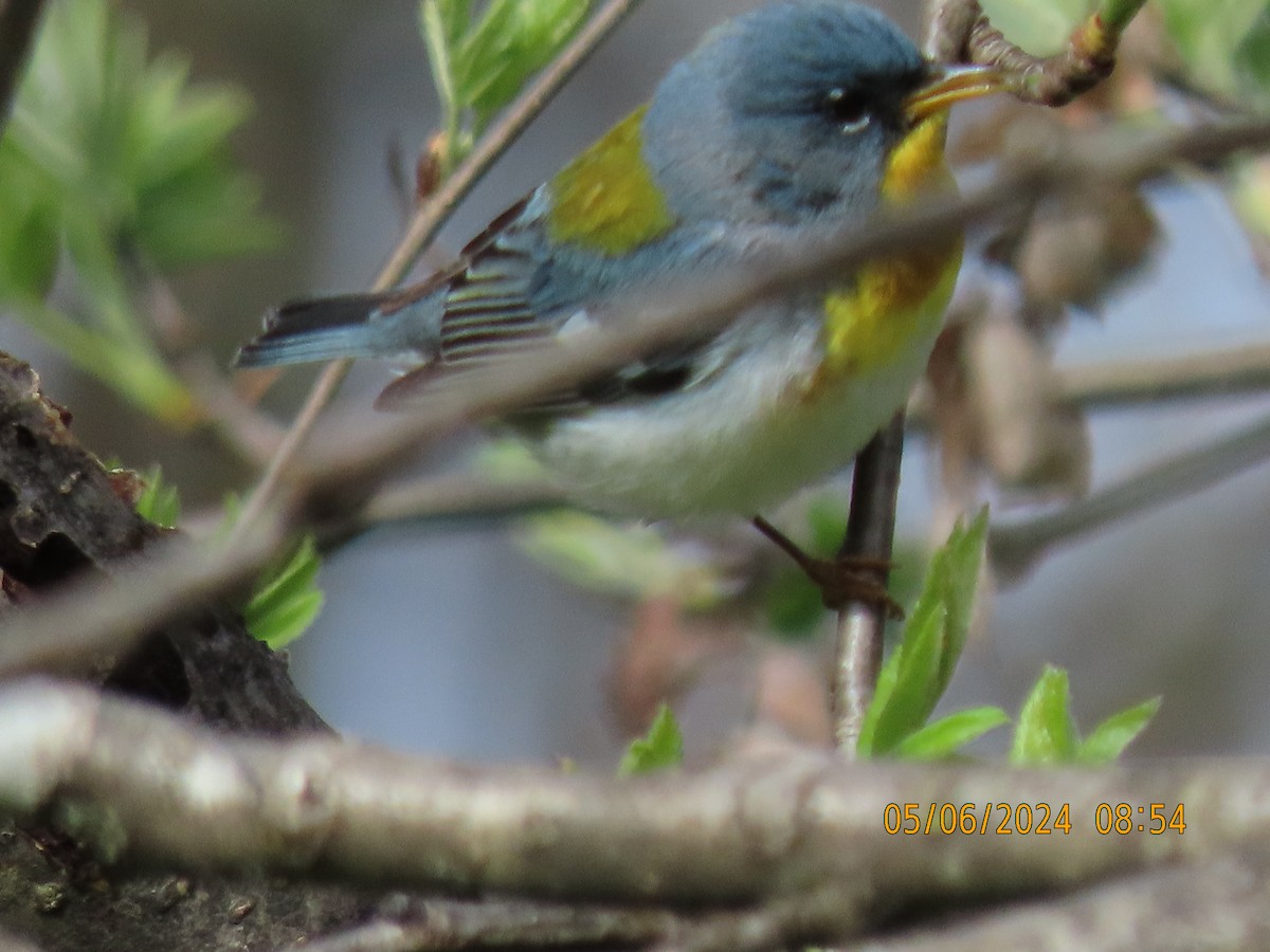 Northern Parula - ML644804982