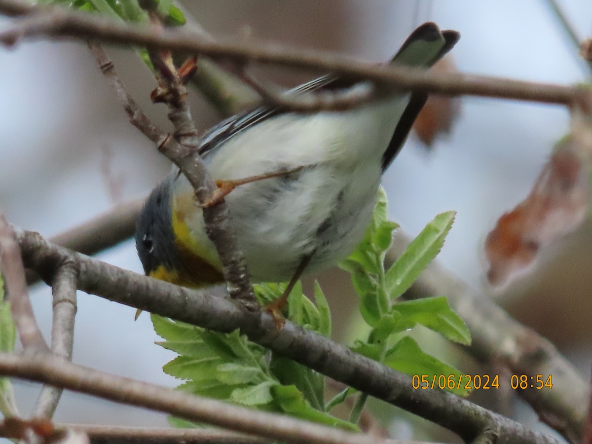 Northern Parula - ML644804988