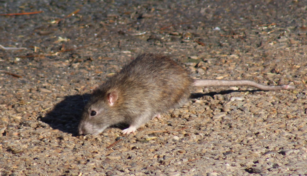 Brown Rat - ML644804997