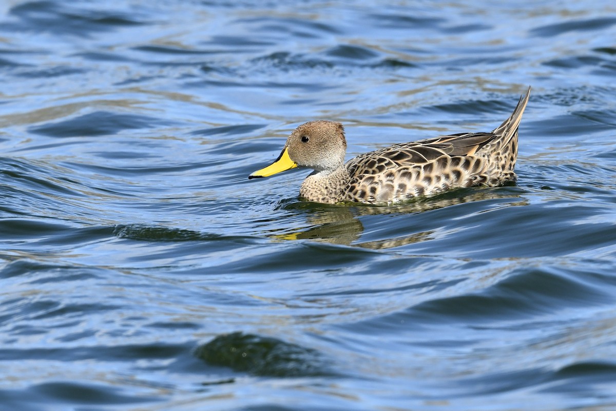 Шилохвіст жовтодзьобий - ML644805004