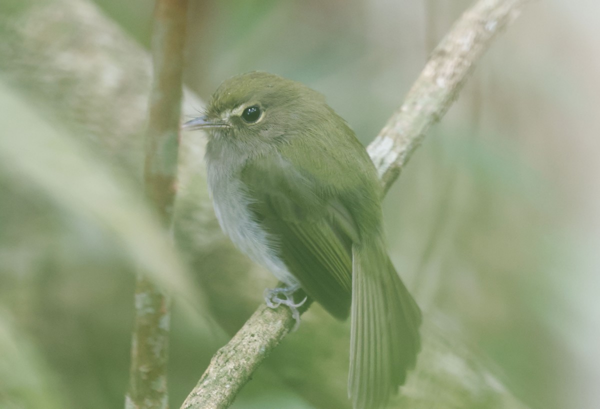Todirostre à poitrine ombrée - ML644805009