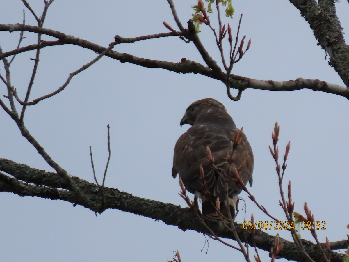Broad-winged Hawk - ML644805010