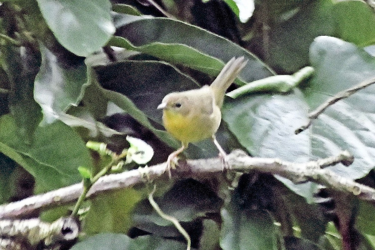 Common Yellowthroat - ML644805020