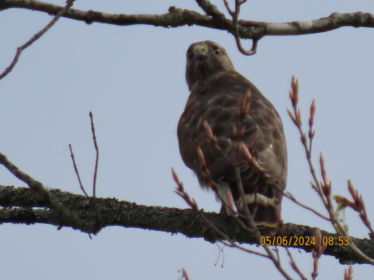 Broad-winged Hawk - ML644805022
