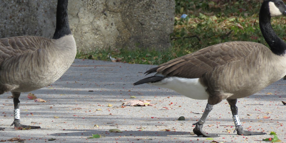 ברנטה קנדית - ML644805031