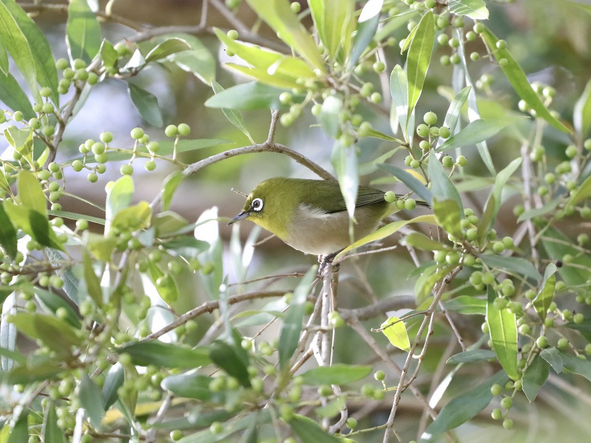 メジロ - ML644805037