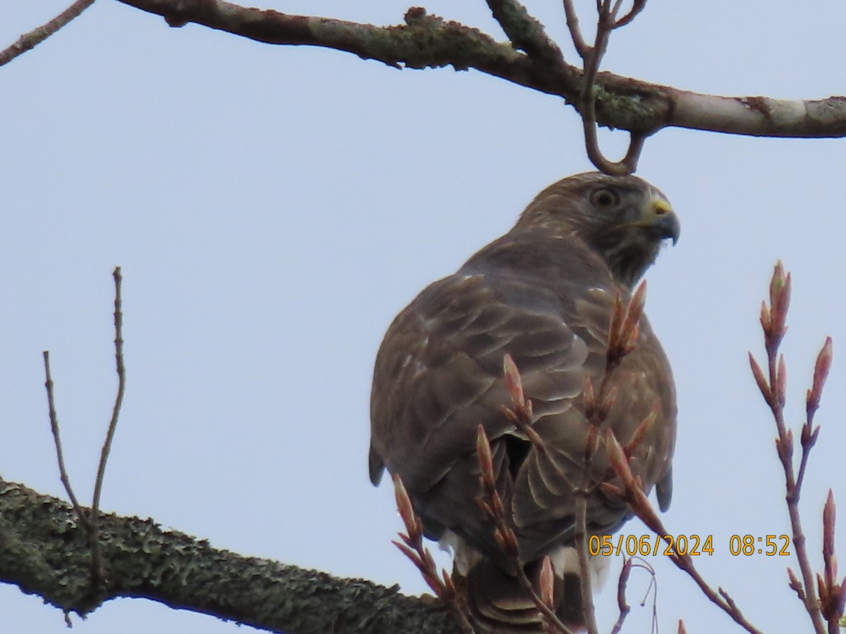 Broad-winged Hawk - ML644805046
