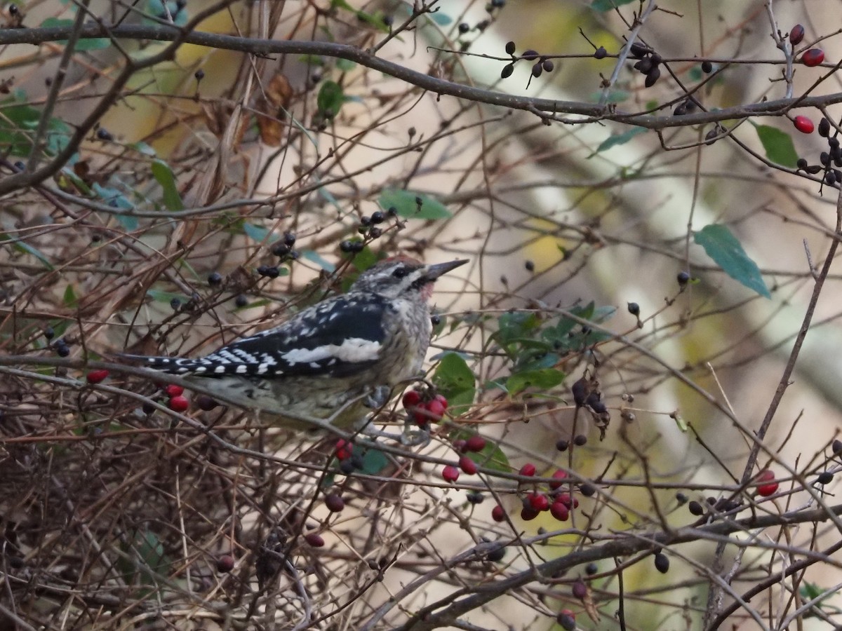 Gelbbauch-Saftlecker - ML644805062