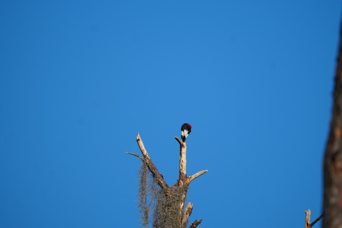 Red-headed Woodpecker - ML644805091
