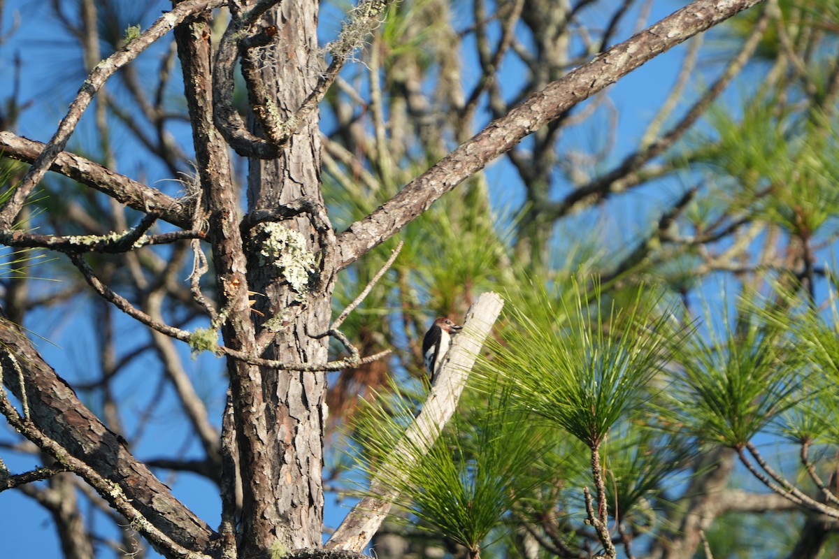 Red-headed Woodpecker - ML644805093