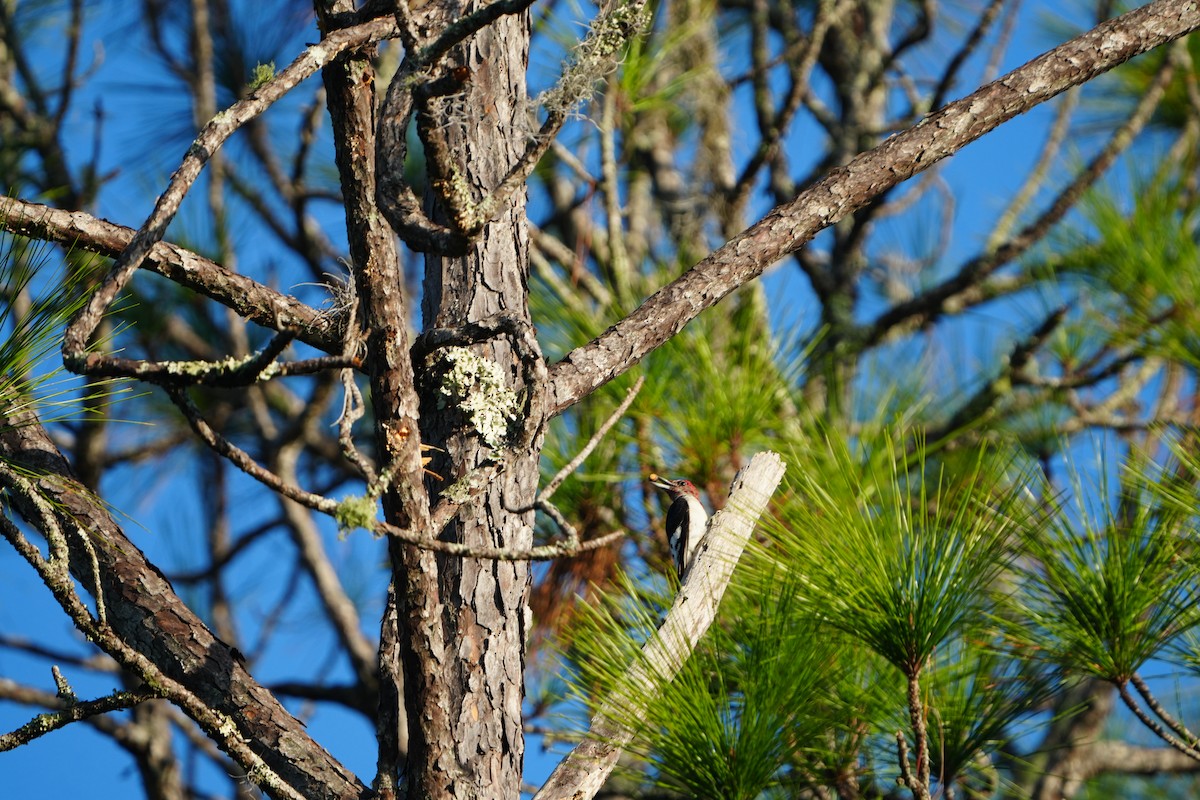Red-headed Woodpecker - ML644805094