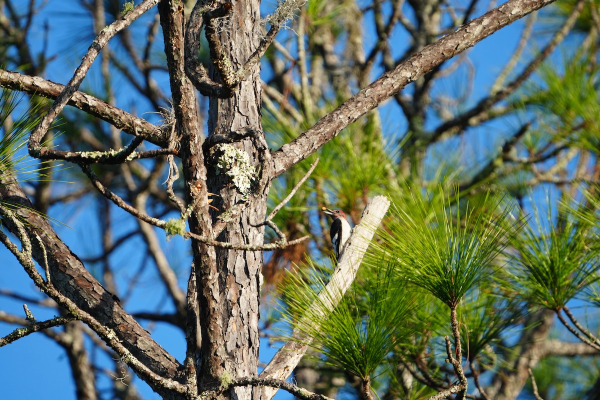 Red-headed Woodpecker - ML644805095