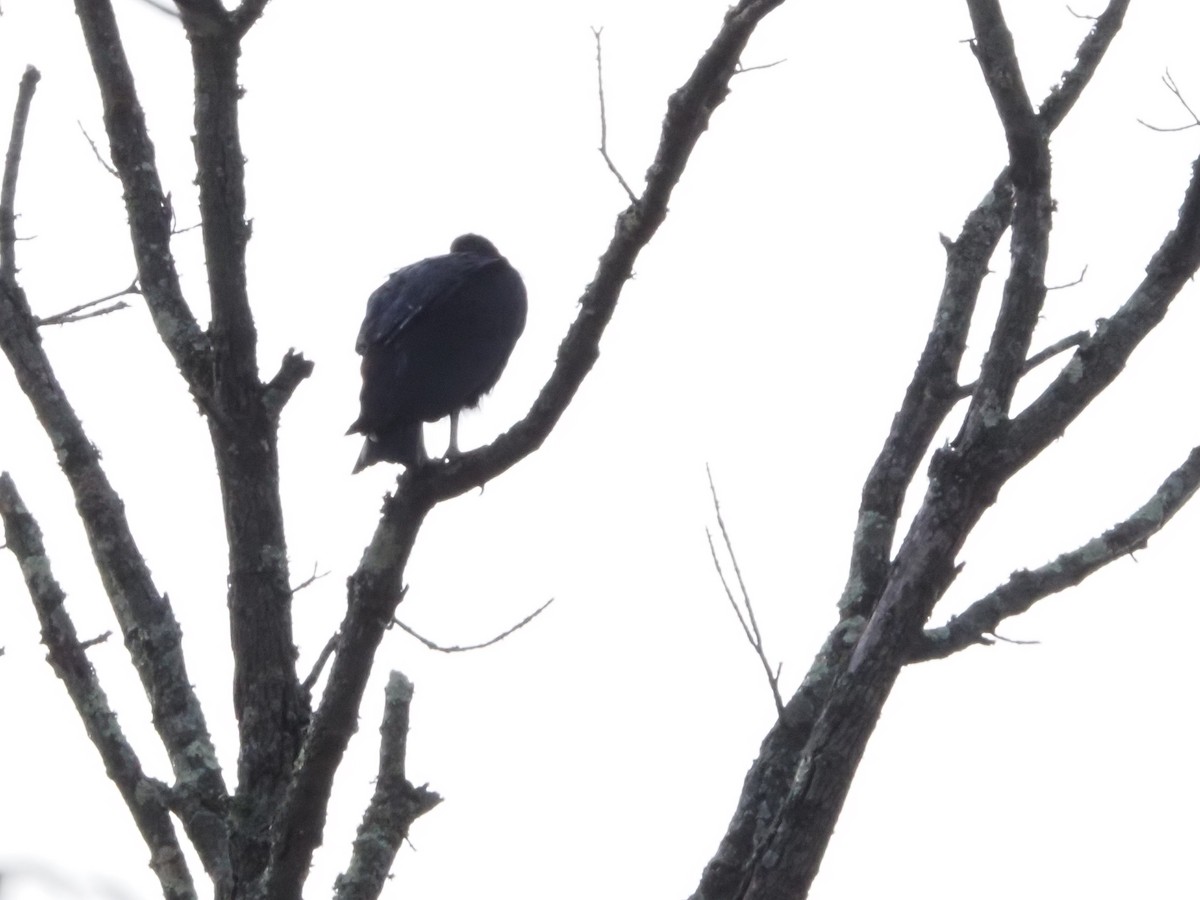 Чёрная катарта - ML644805109