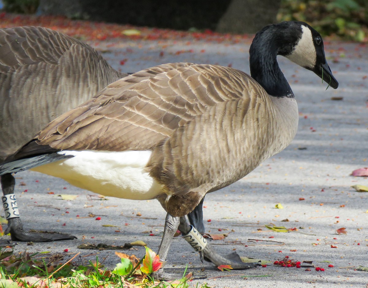ברנטה קנדית - ML644805115