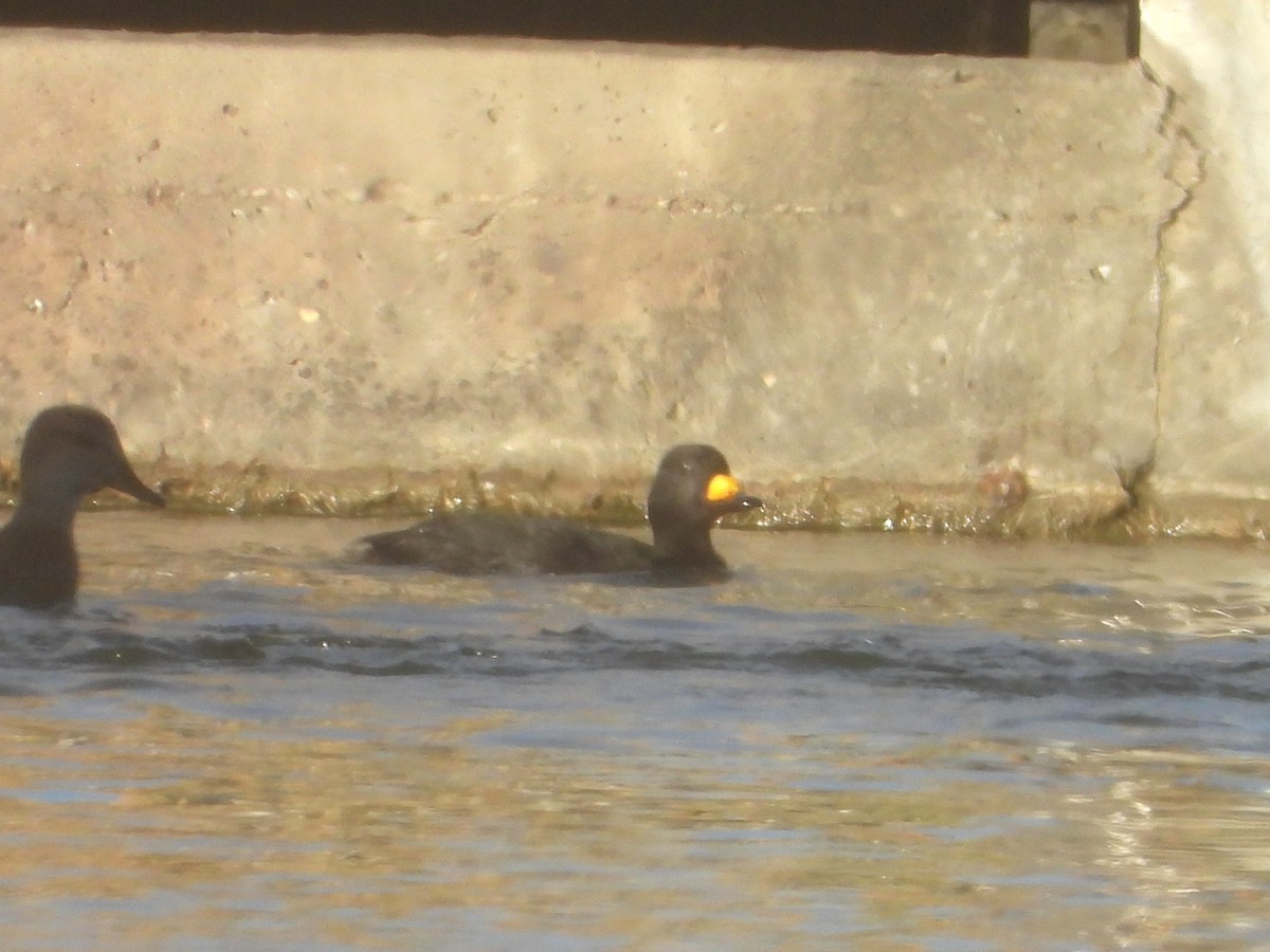 Black Scoter - ML644805126