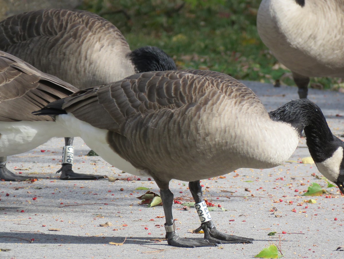 ברנטה קנדית - ML644805146