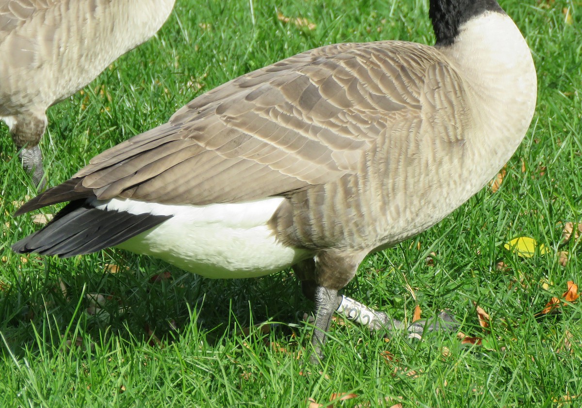 ברנטה קנדית - ML644805155