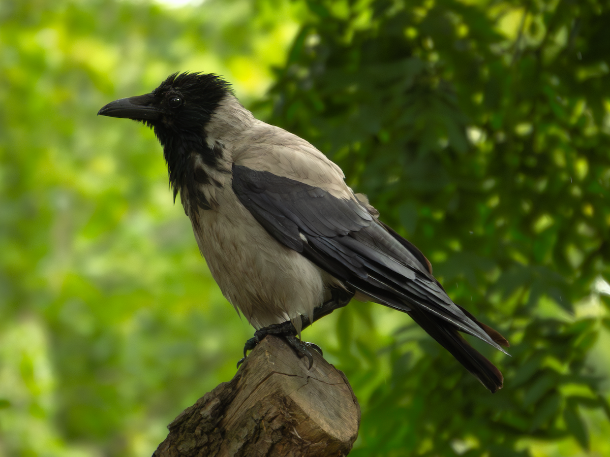 Leş Kargası - ML644805162