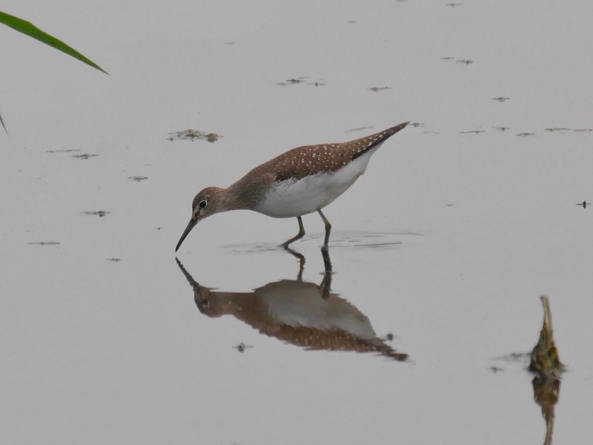 Solitary Sandpiper - ML644805163