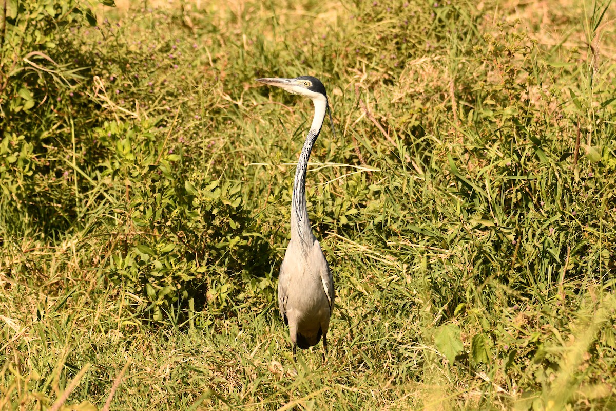 Héron mélanocéphale - ML644805175