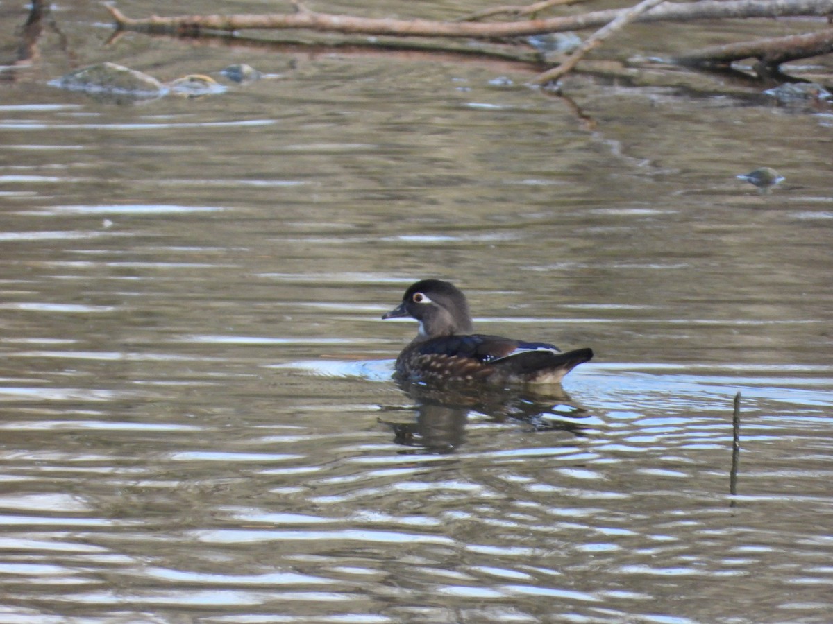 Wood Duck - ML644805180
