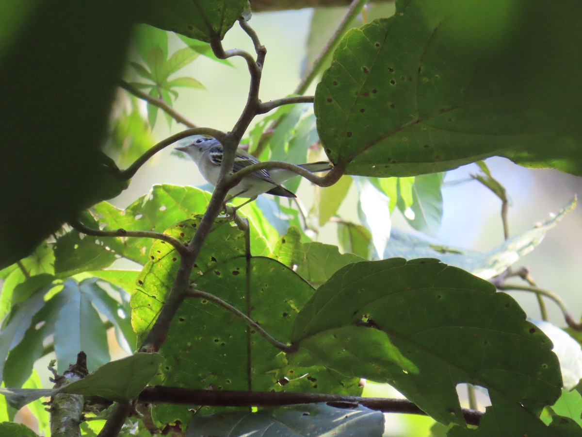 Пісняр-лісовик рудобокий - ML644805183