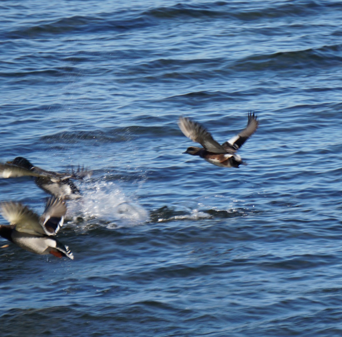 American Wigeon - ML644805188