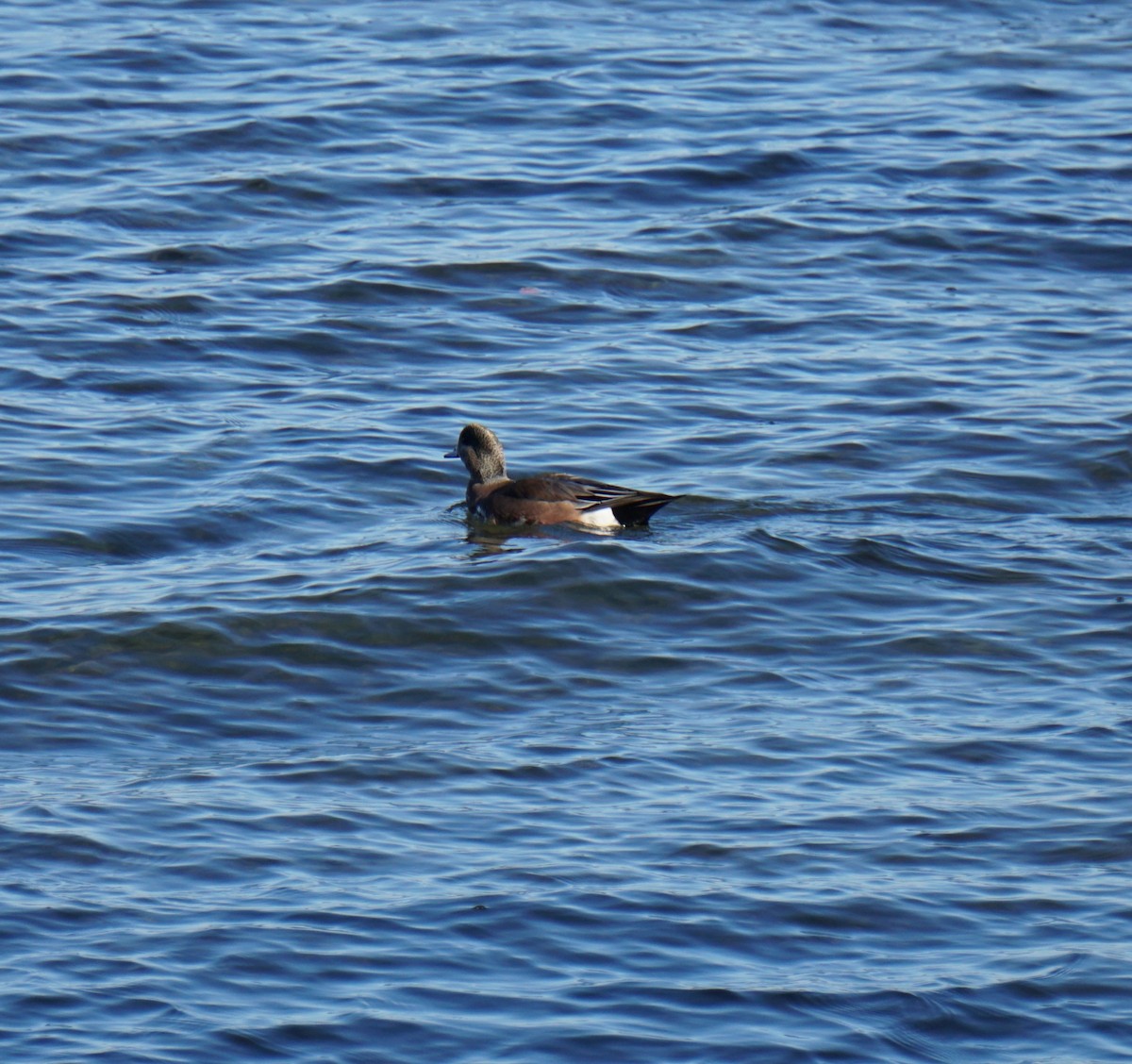 American Wigeon - ML644805192