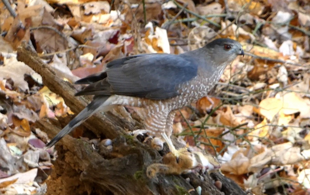 Cooper's Hawk - ML644805202