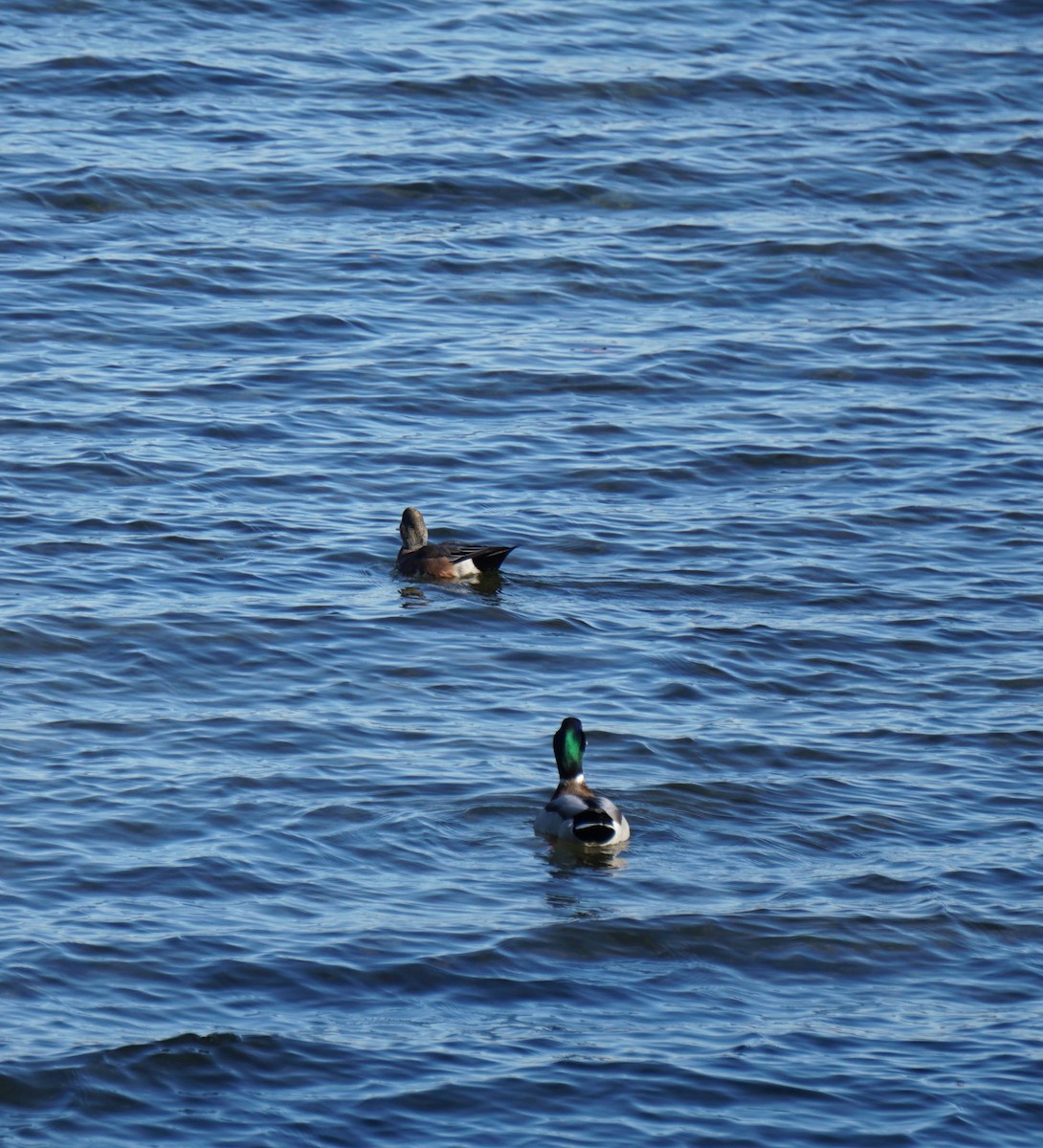 American Wigeon - ML644805203