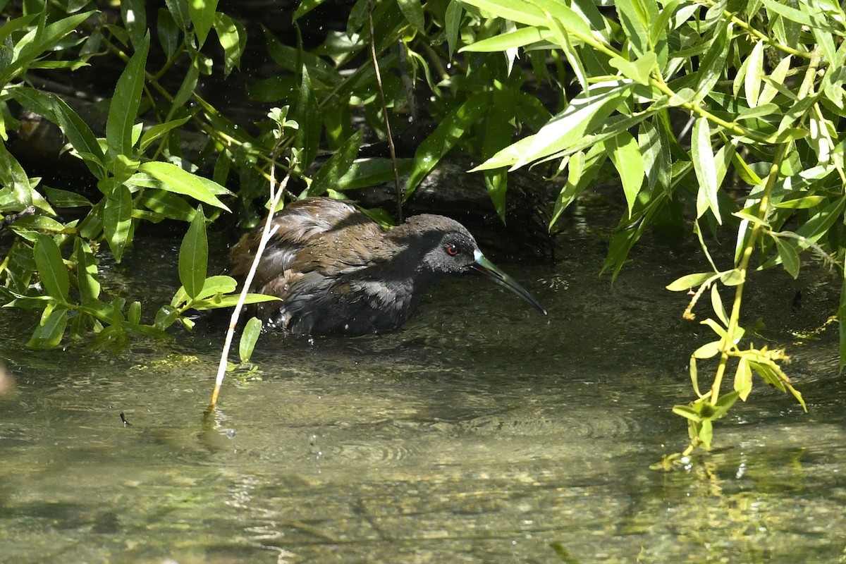 Kurşuni Sukılavuzu - ML644805206