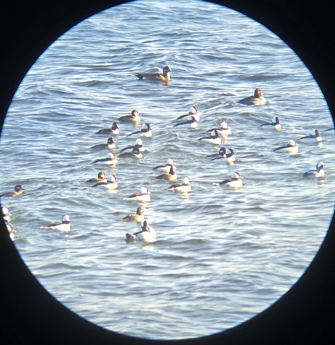 Bufflehead - ML644805211