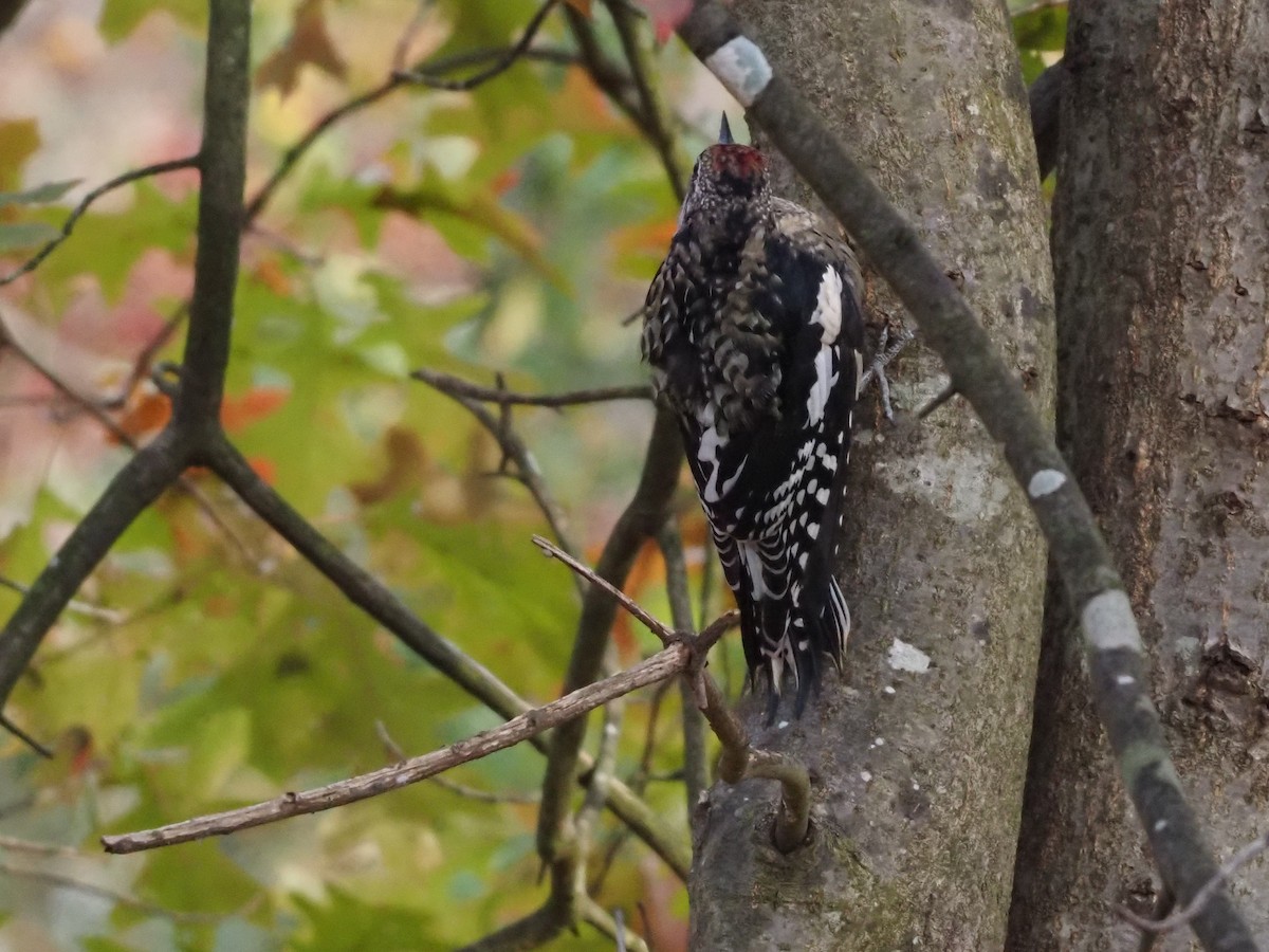 Gelbbauch-Saftlecker - ML644805220