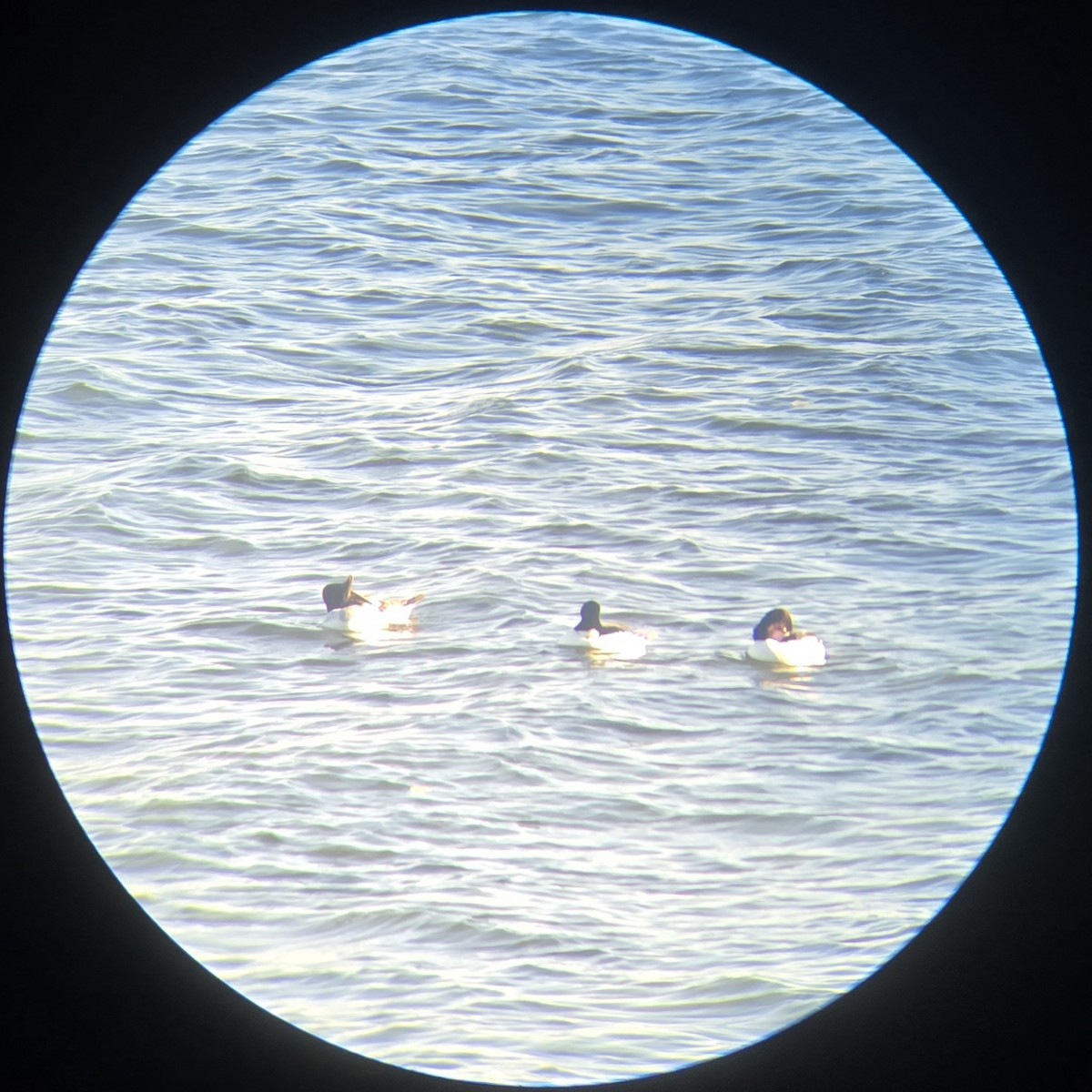 Common Goldeneye - ML644805223