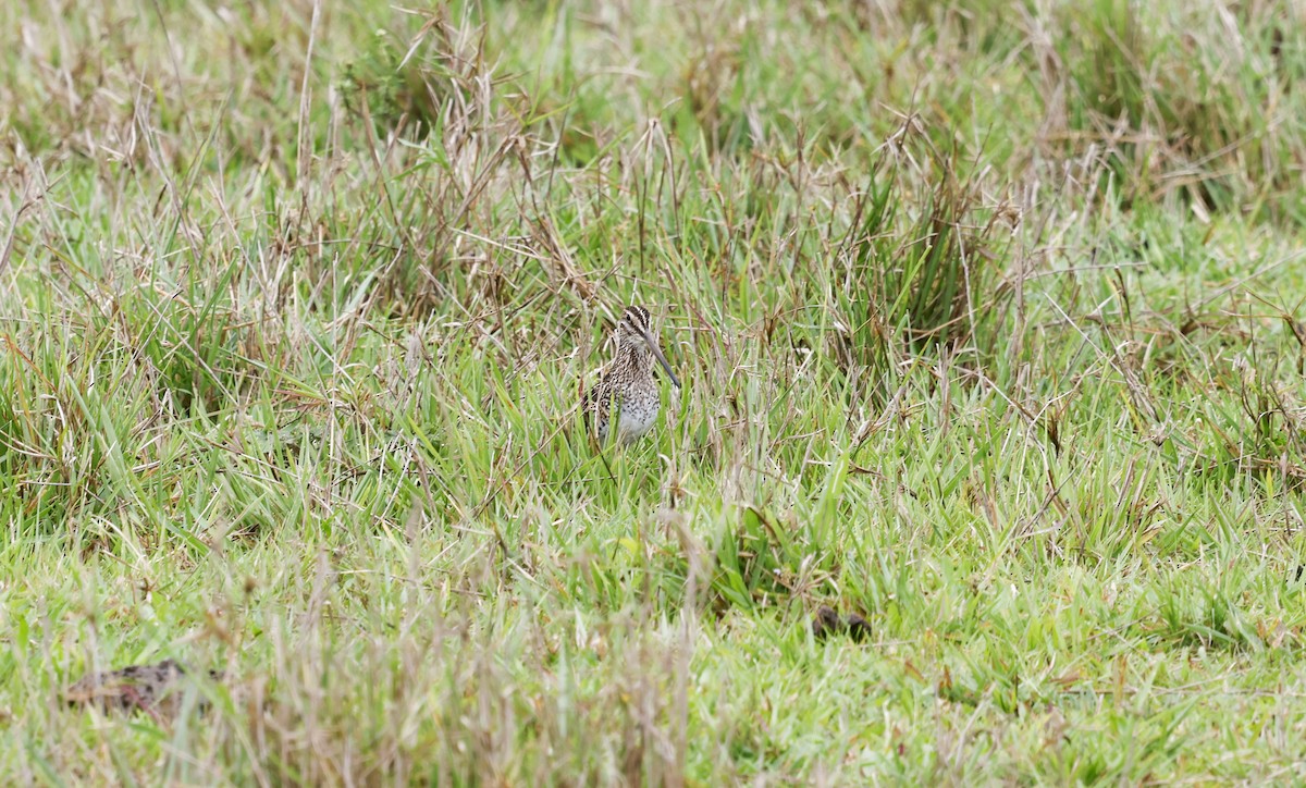 Pantanal Snipe - ML644805235