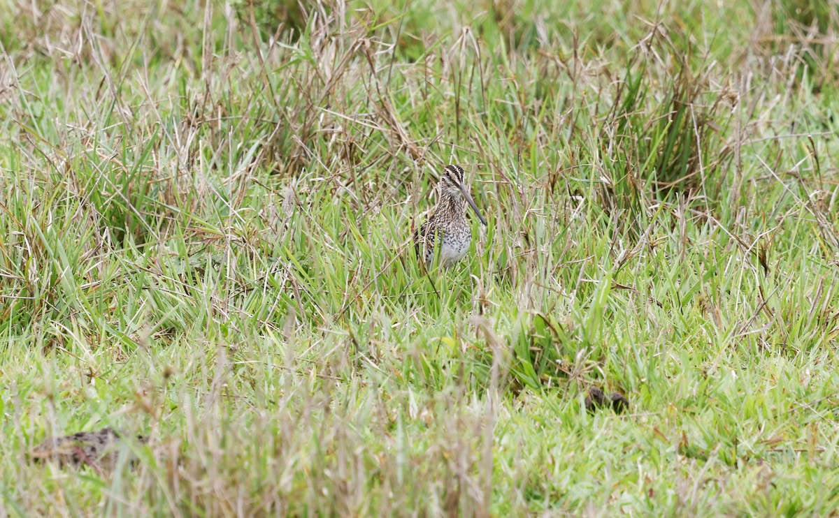 Pantanal Snipe - ML644805236